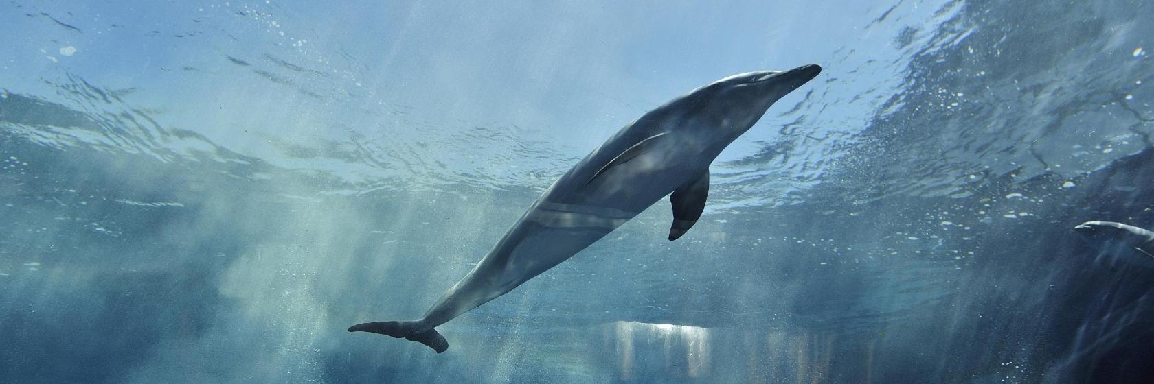 Aquarium of Genoa